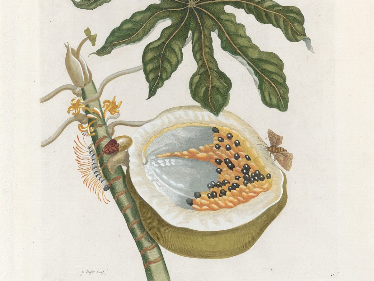 Maria Sibylla Merian, Da "Metamorphosis Insectorum Surinamensium", 1730